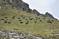 Herd of dark yaks spread across a high grassy slope
