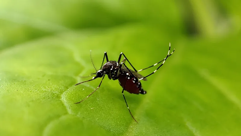 Black and white striped Aedes aegypti mosquito resting on a green leaf