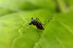 Black and white striped Aedes aegypti mosquito resting on a green leaf