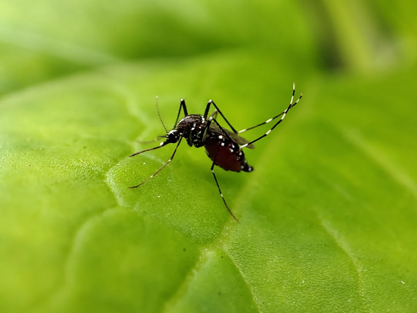 Black and white striped Aedes aegypti mosquito resting on a green leaf