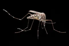 Aedes aegypti mosquito with white-banded legs against a black background