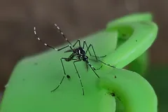 Striped mosquito standing on a green plastic surface