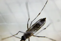 Aedes aegypti mosquito with long banded legs resting on a pale surface