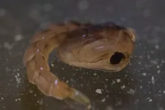 Curled mosquito pupa floating in water