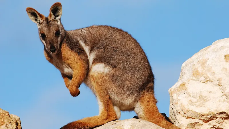 Yellow-Footed Rock-Wallaby (Petrogale xanthopus) in natural habitat