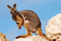 Yellow-Footed Rock-Wallaby (Petrogale xanthopus) in natural habitat