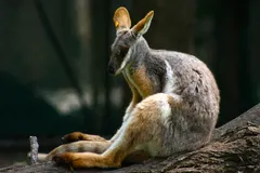 Yellow-Footed Rock-Wallaby (Petrogale xanthopus) in natural habitat