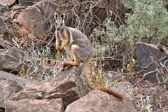 Yellow-Footed Rock-Wallaby (Petrogale xanthopus) in natural habitat