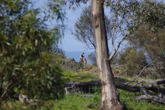 Yellow-Footed Rock-Wallaby (Petrogale xanthopus) in natural habitat