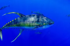 Large yellowfin tuna in open blue water, its long yellow fins swept back