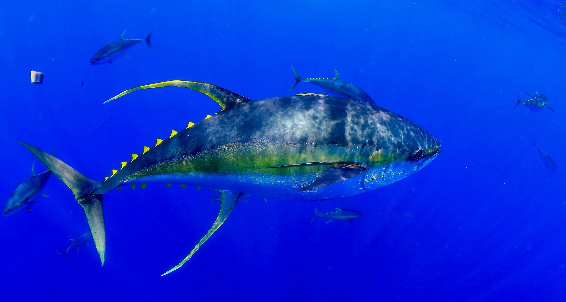 Large yellowfin tuna in open blue water, its long yellow fins swept back