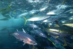 Yellowfin tuna with bright yellow finlets swimming in a dense school off the Seychelles