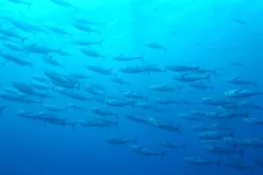 School of yellowfin tuna silhouetted in sunlit blue water