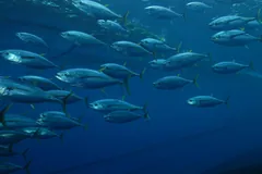 Yellowfin tuna packed into a school in the western Indian Ocean