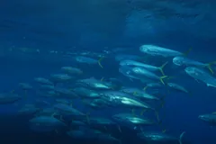 Streamlined yellowfin tuna swimming side by side in deep blue water
