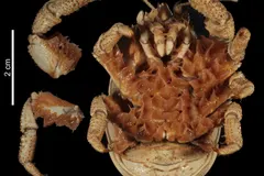 Hydrothermal vent Yeti Crab (Kiwa tyleri) showing setae coverage
