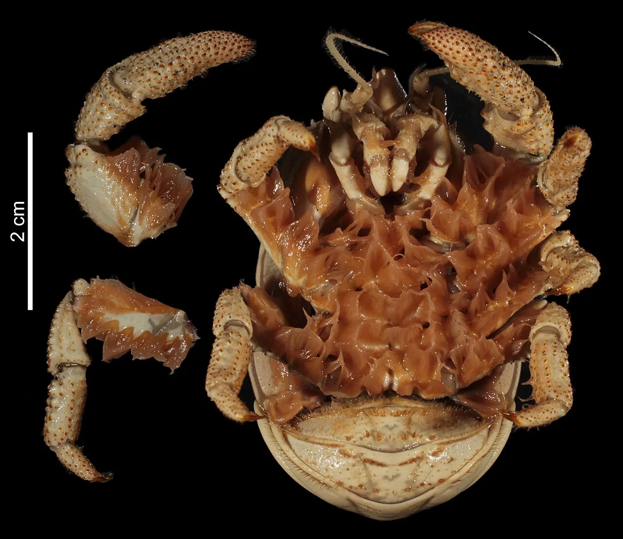 Hydrothermal vent Yeti Crab (Kiwa tyleri) showing setae coverage