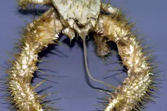 Yeti Crab (Kiwa puravida) photographed in wild deep-sea bathypelagic zone