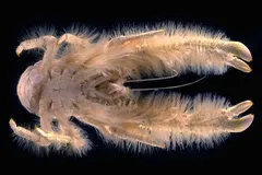 Yeti Crab (Kiwa puravida) photographed in wild deep-sea bathypelagic zone
