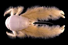 Yeti Crab (Kiwa puravida) photographed in wild deep-sea bathypelagic zone