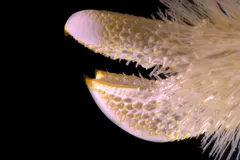 Yeti Crab (Kiwa puravida) photographed in wild deep-sea bathypelagic zone